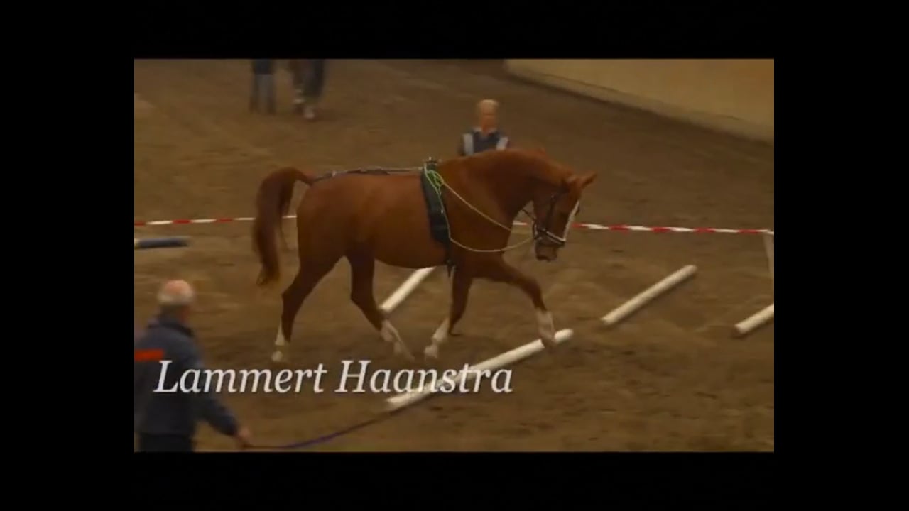 Basic Training in Lunging | Lammert Haanstra | PART 06