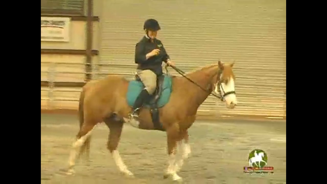 Being aware of your horses ears | Colleen Kelly | PART 02