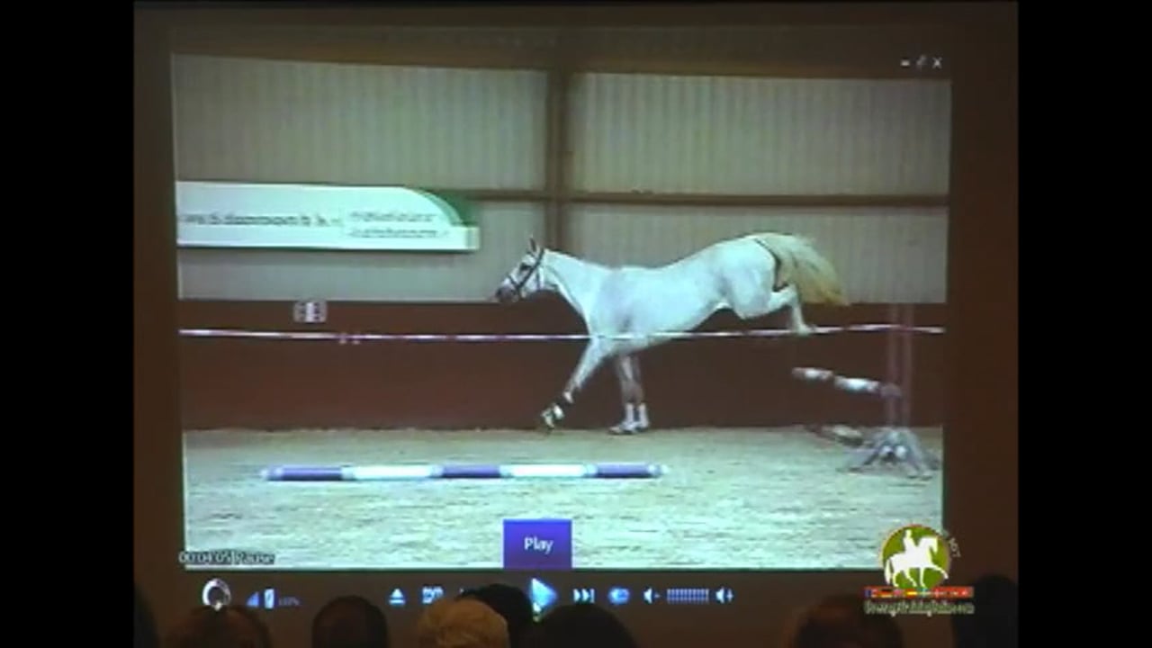 Breeding confirmation, Evaluate and judging of Conformation and Movement