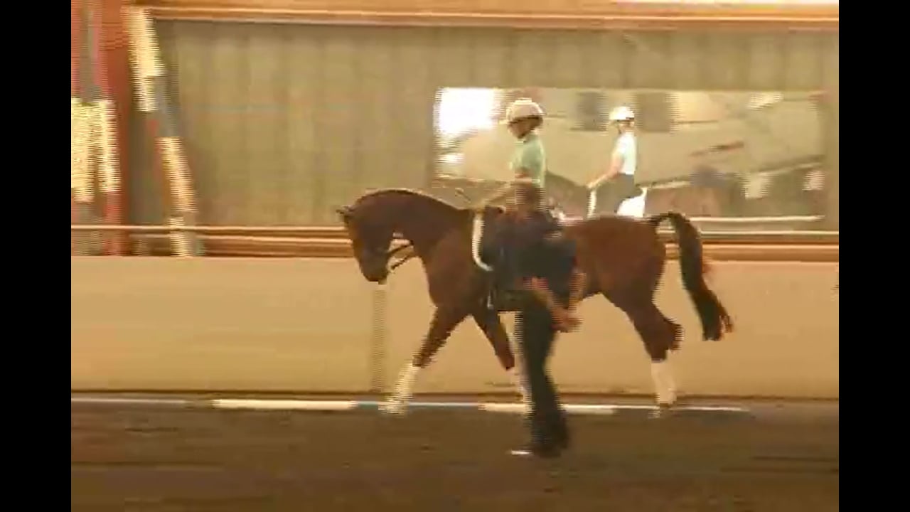 Canter Pirouette at the GP Level | Arthur Kottas