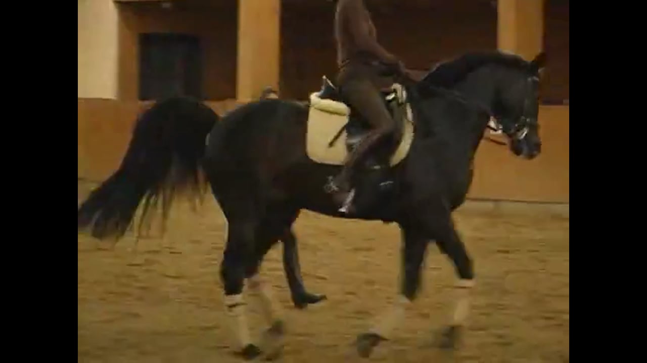 Riding Forward & Intro to Lateral Work | Caroline Kottas-Heldenberg | PART 02