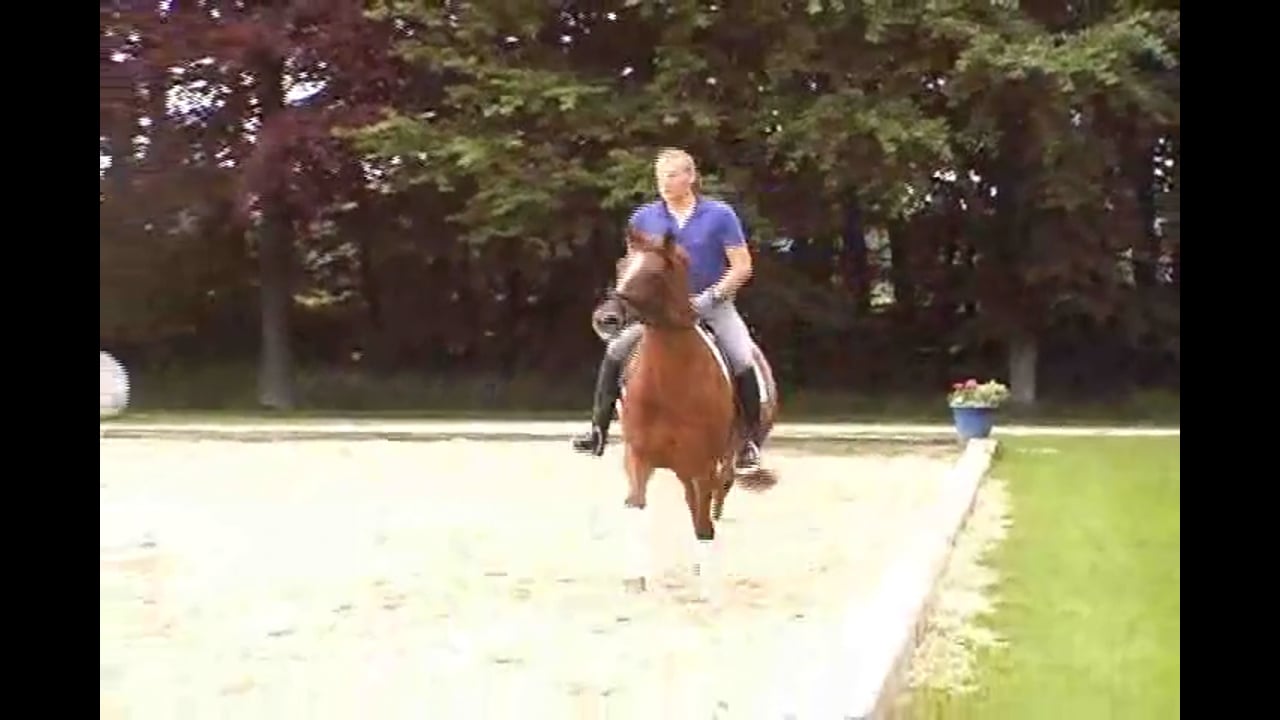 The Submission Portion of the Collective Marks | Catherine Haddad