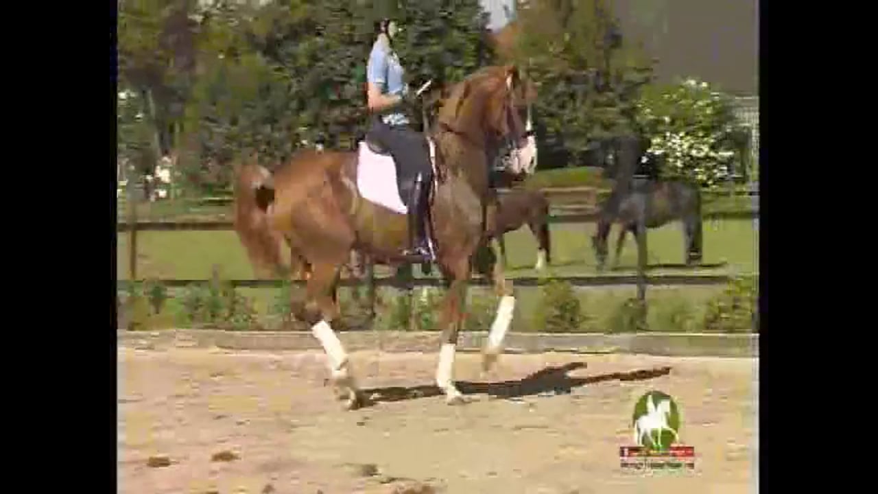 Serpentines, Submission, Sitting Trot | Catherine Haddad