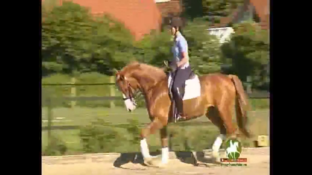 Piaffe, Passage, and Throughness | Catherine Haddad | PART 02