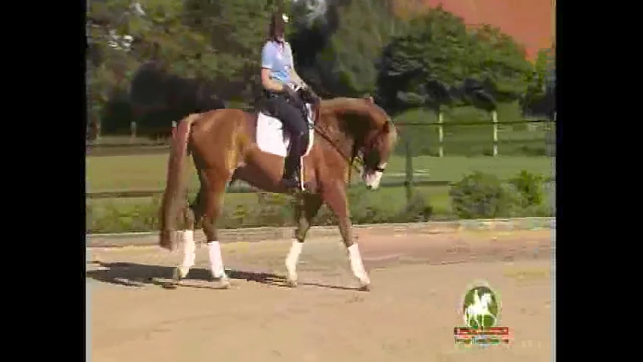 WEG 2010 Reserve Pair, Grand Prix/S Level | Catherine Haddad | PART 01