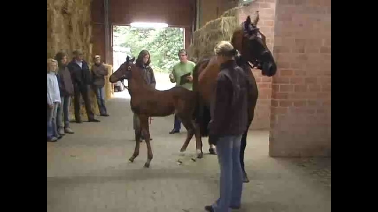 The Oldenburg Foal Show | Catherine Haddad | PART 01