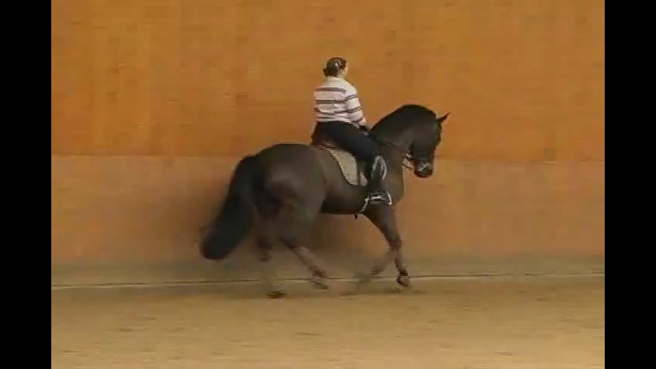 WRONG TITLE - Dressage Video
