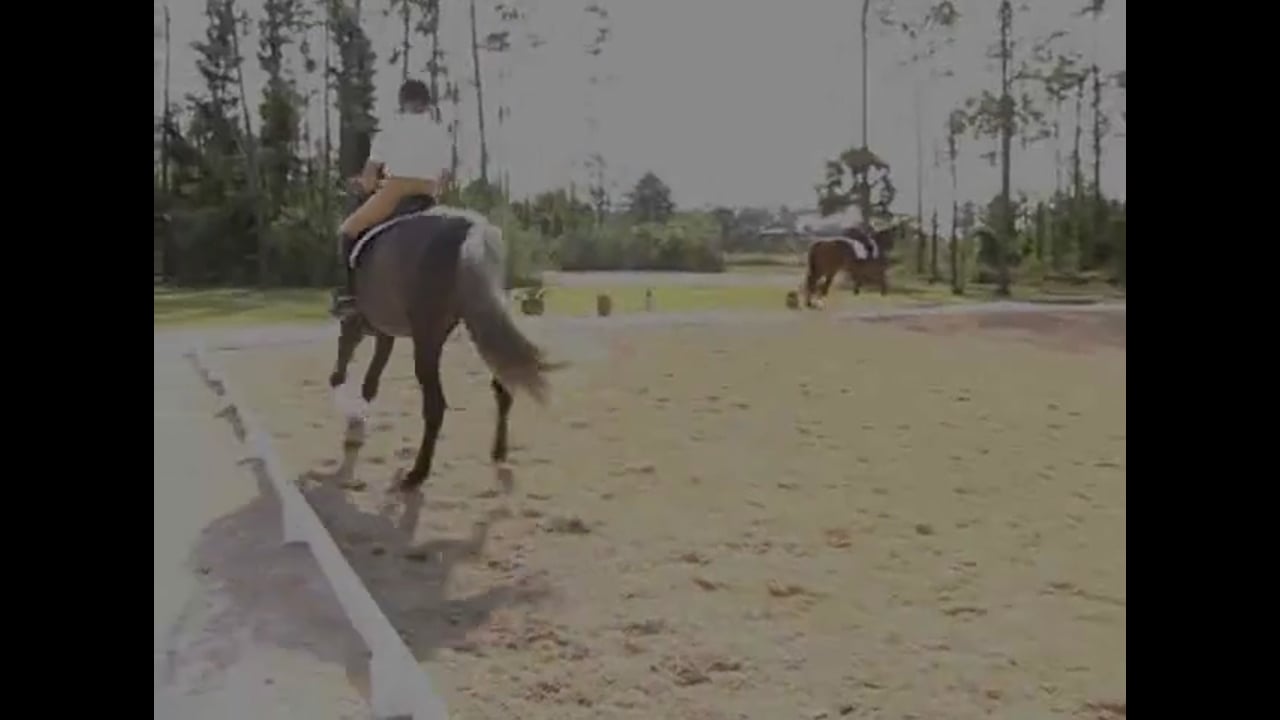 Desirable Characteristics in Horses