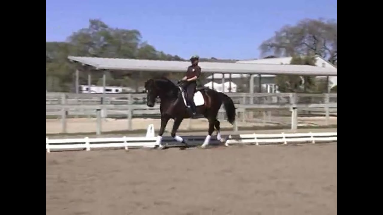 Developing canter/walk transitions