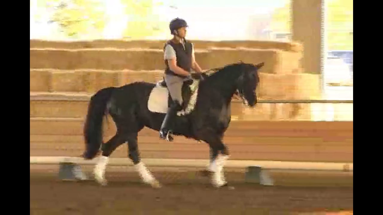 Does Your Horse Look For Their Fence? Part 5