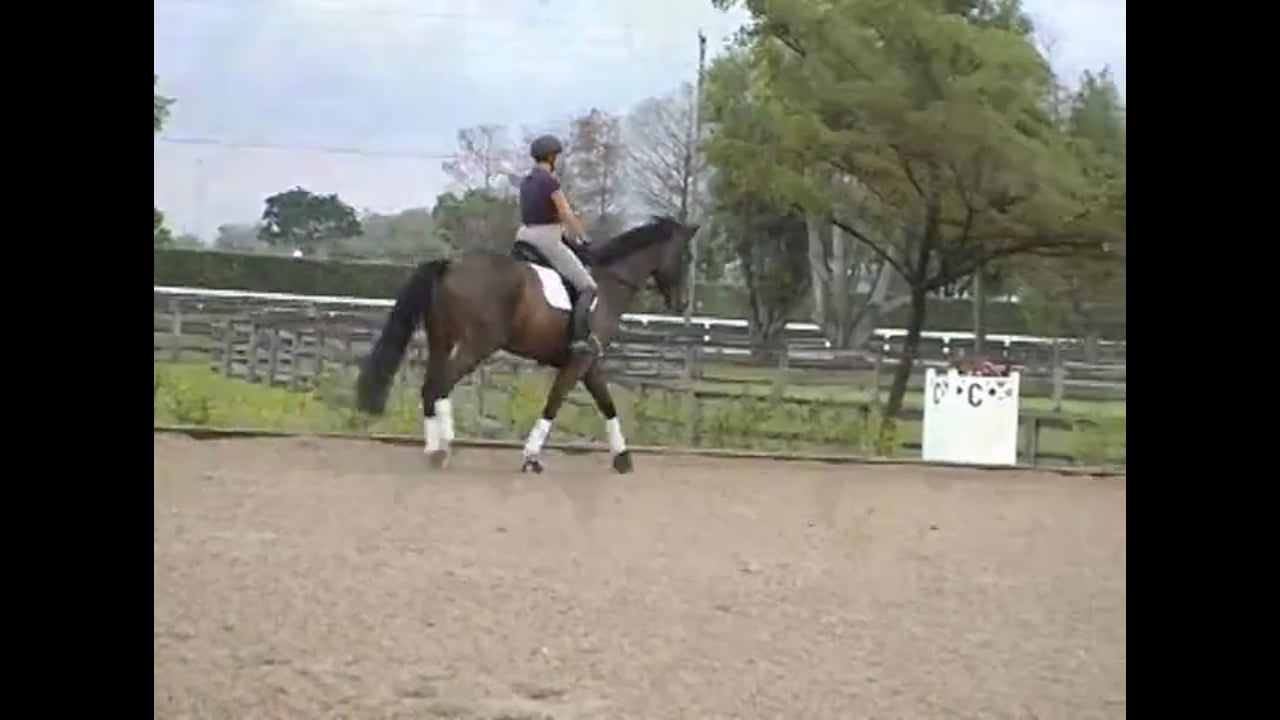 Developing the basic gaits, creating hind end activity
