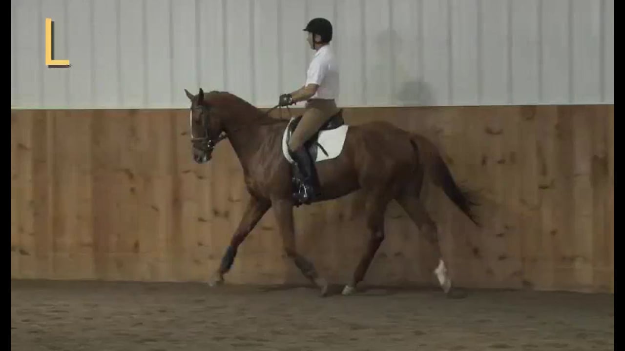 FarmVet/USDF Adult Clinic: Balance - Young Event Horse | Lilo Fore | PART 09