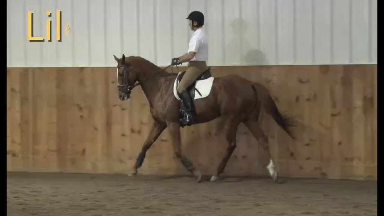 FarmVet/USDF Adult Clinic: Balance - Young Event Horse | Lilo Fore | PART 07