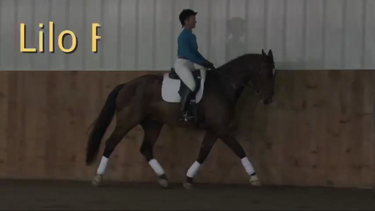 FarmVet/USDF Adult Clinic, Training Level, Activity | Lilo Fore | PART 04