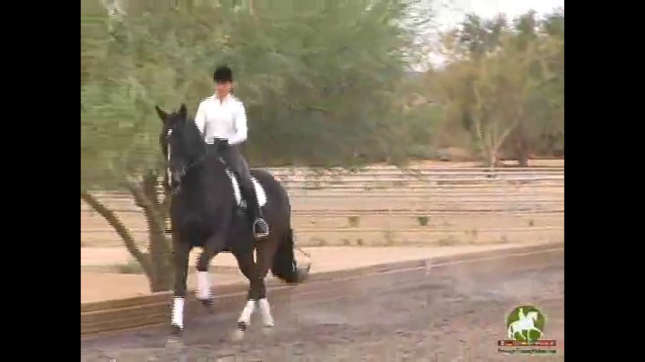 Flying Changes and Walk Pirouettes | Axel Steiner | PART 01