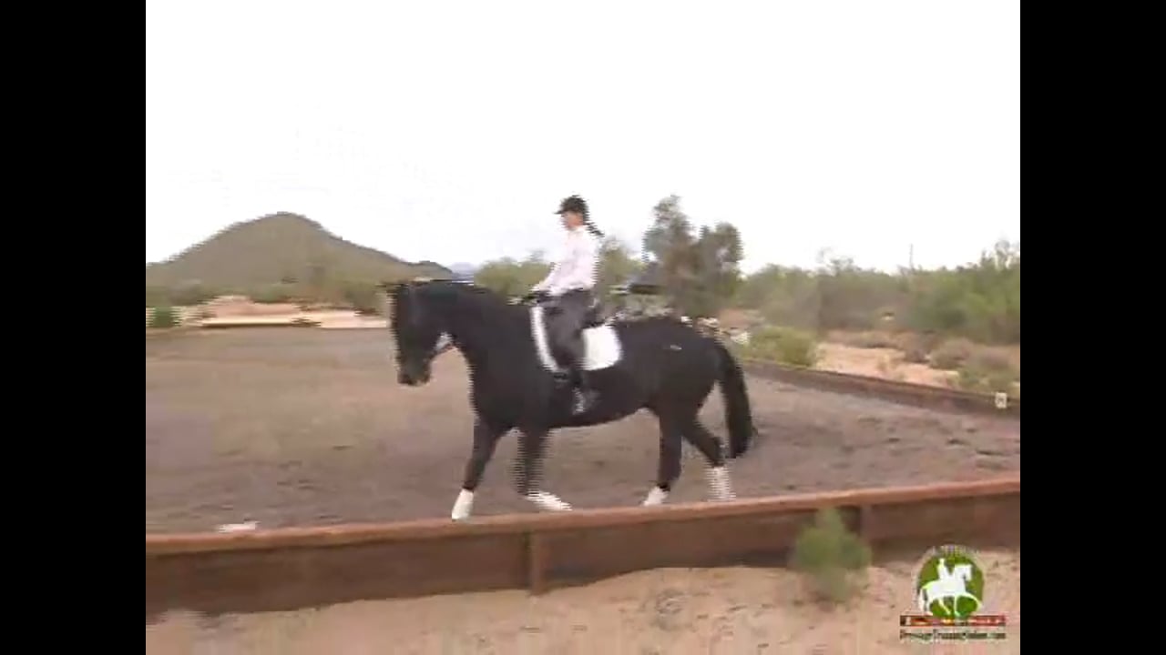 Flying Changes and Walk Pirouettes | Axel Steiner | PART 02