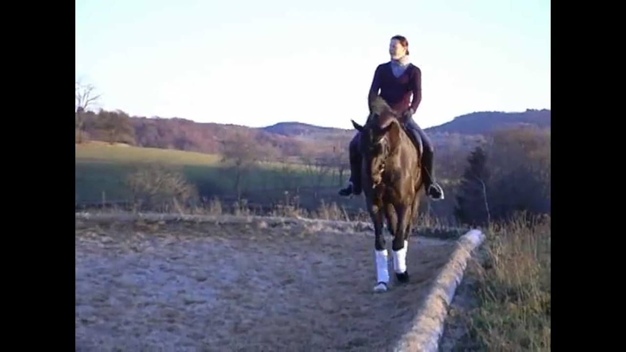 Basics: Young Horse Schooling the Piaffe and Passage | Martin Schaudt | PART 01