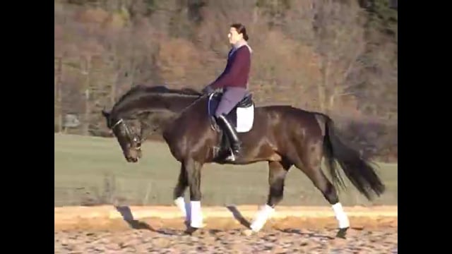 Basics: Young Horse Schooling the Piaffe and Passage | Martin Schaudt | PART 02