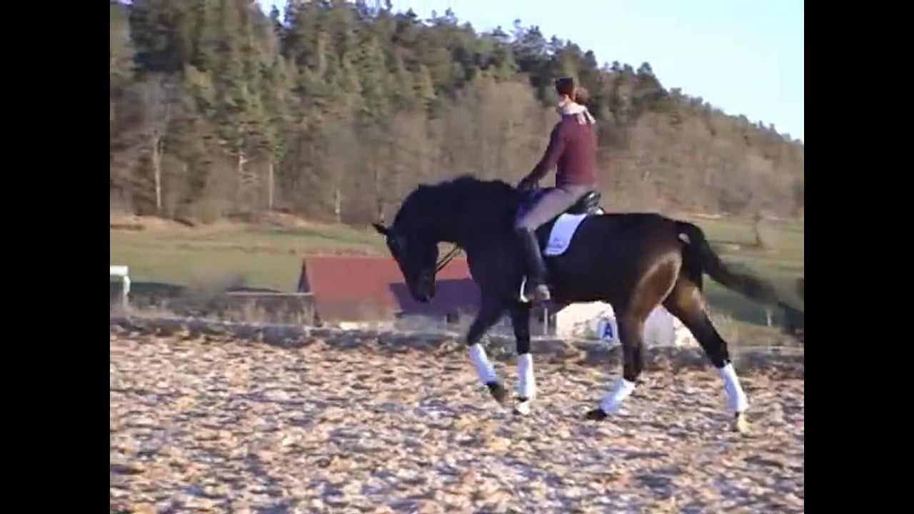 Focus on Basics: Changes and Piaffe and Passage | Martin Schaudt | PART 01