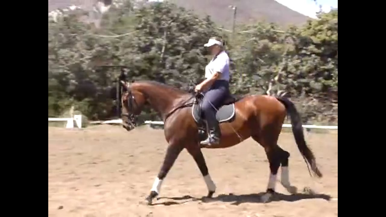 Getting the Horse More Put Together, Using Corners | Catherine Haddad | PART 01