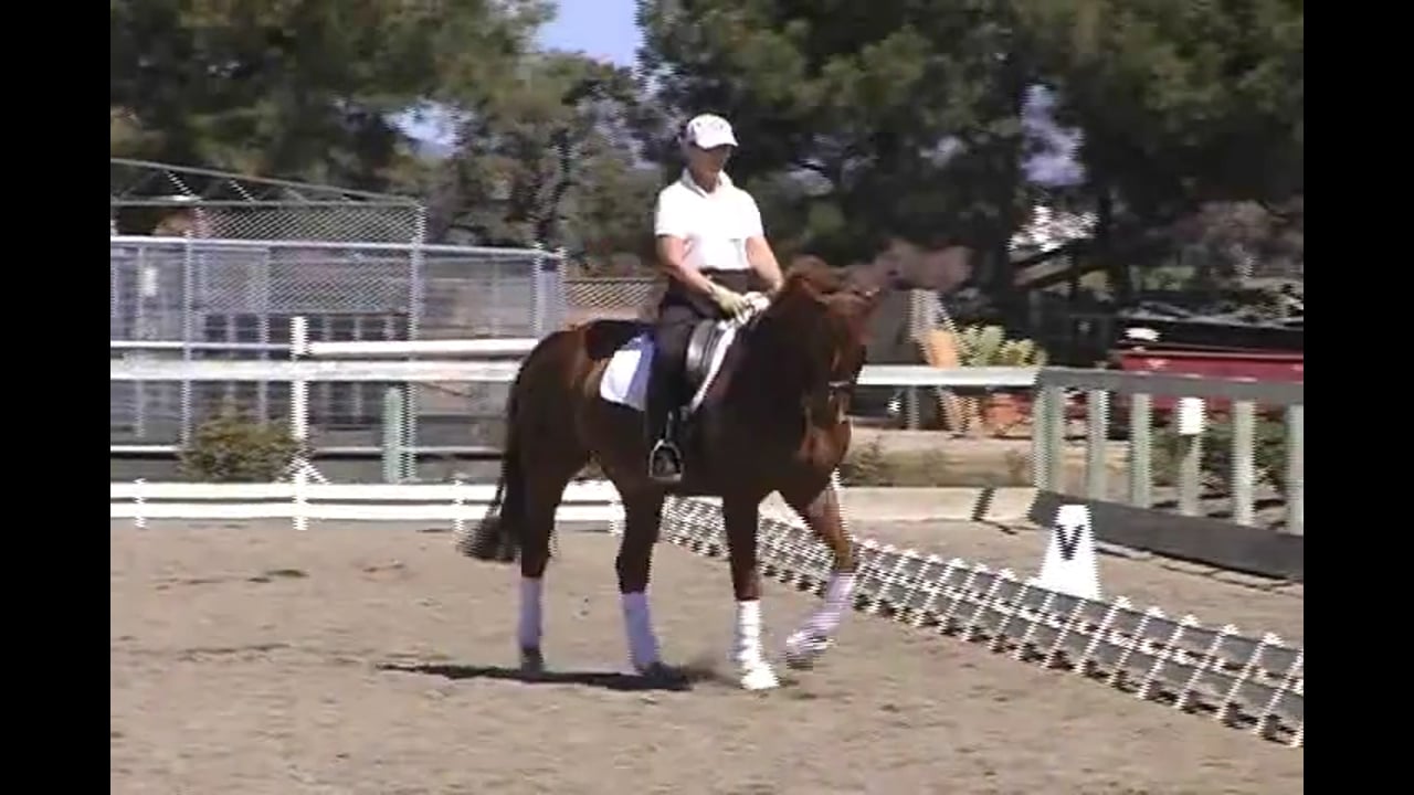 Half Pass, flying changes and shoulder in work with Alex Gerding