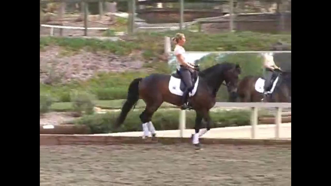 Having Your Horse Wait for the Aid | Courtney King-Dye | PART 01