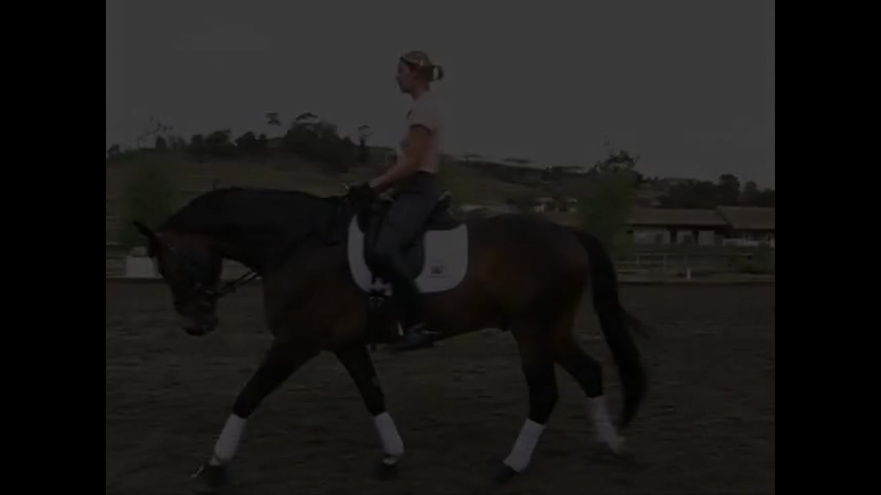 Have A Plan For Warm Up, Two Stars Horses & Riders | William Fox-Pitt | PART 01