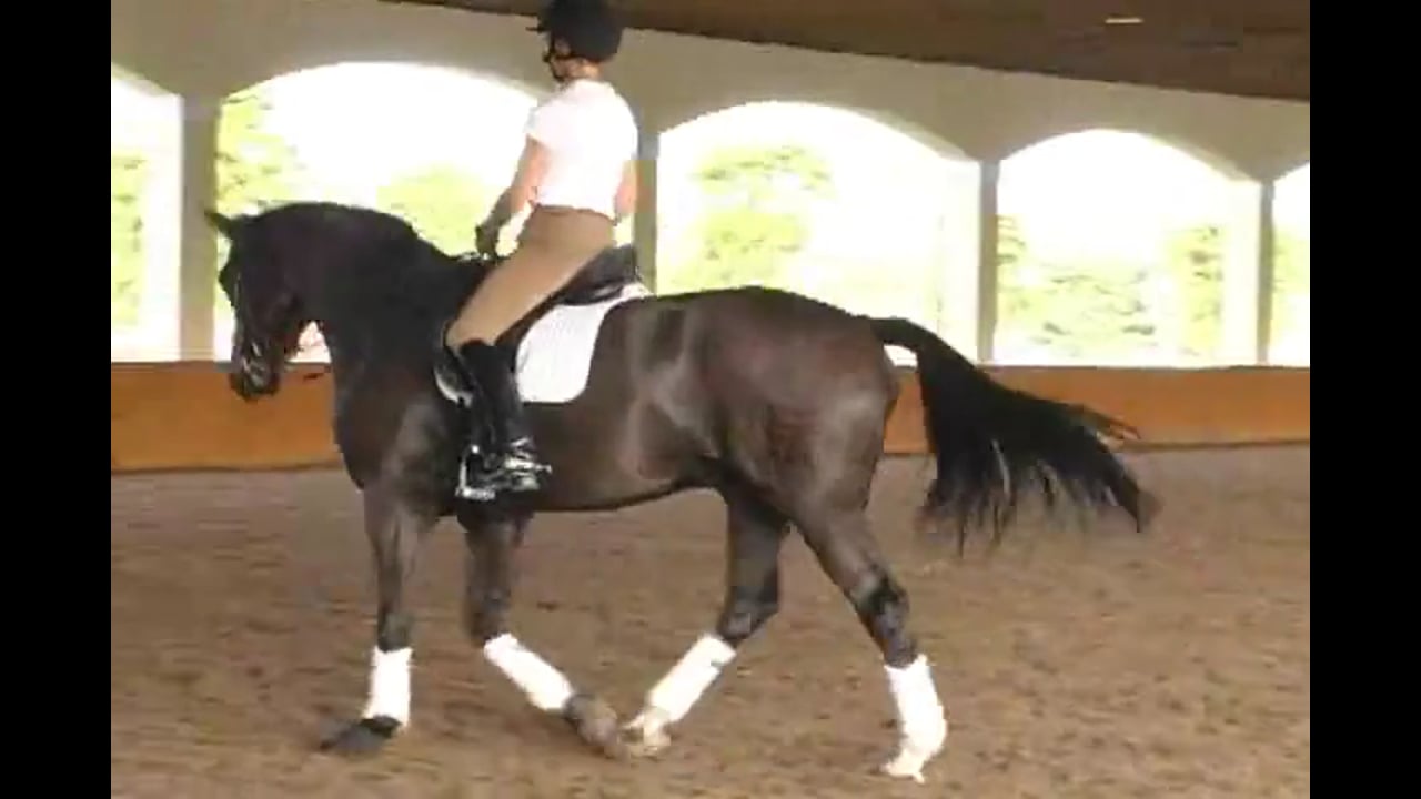 How to Train the Half Pass | Chrissa Hoffman | PART 01