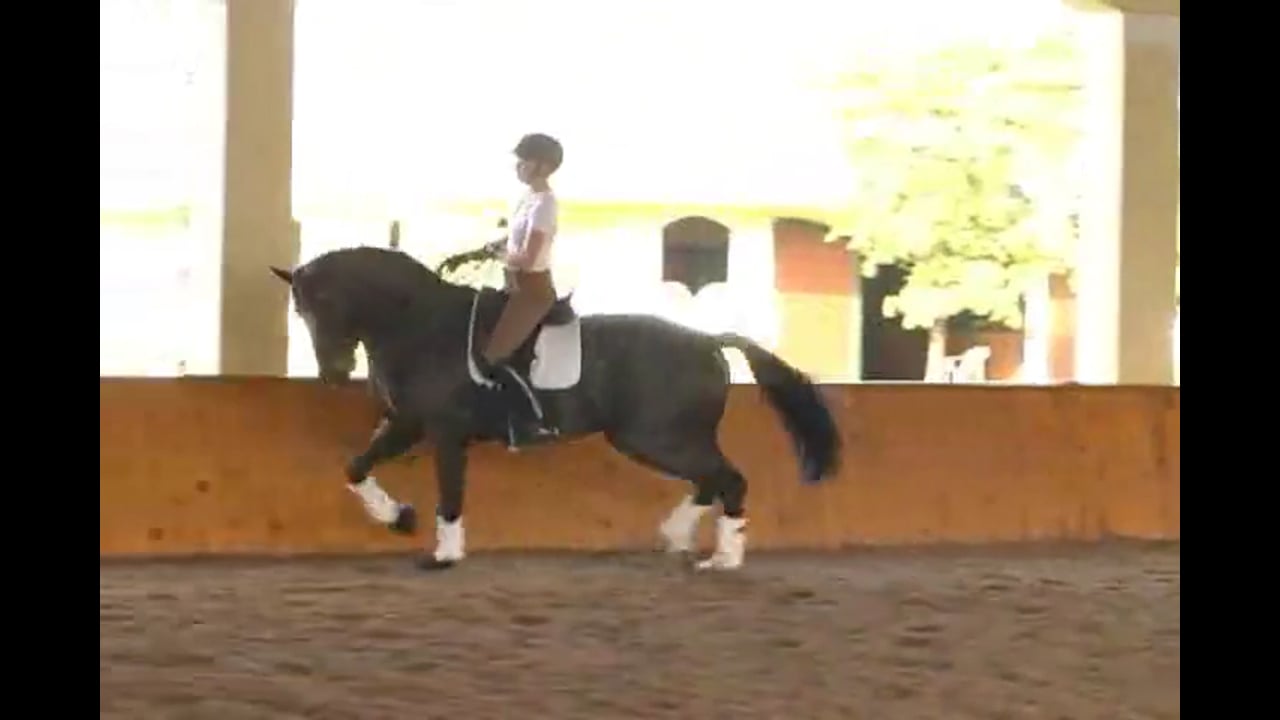 How to Train the Half Pass | Chrissa Hoffman | PART 02