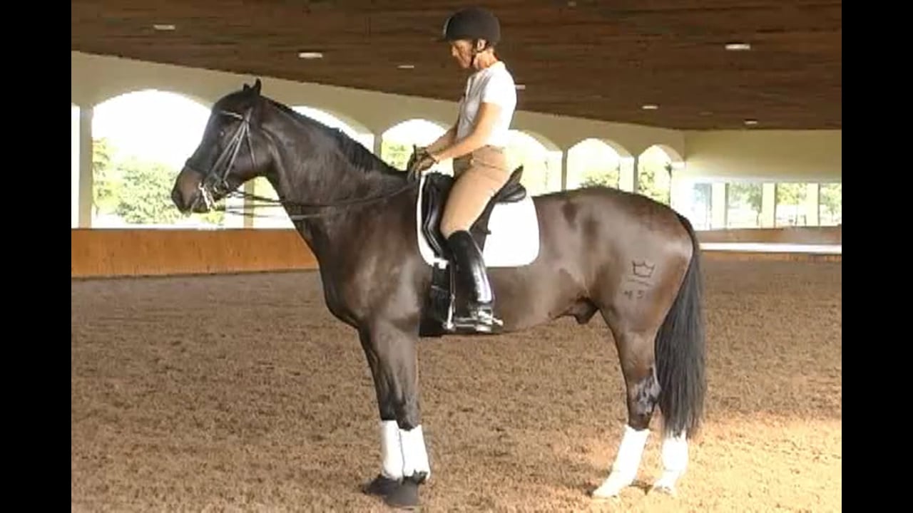 How to strengthen the hind end - Martin Schaudt