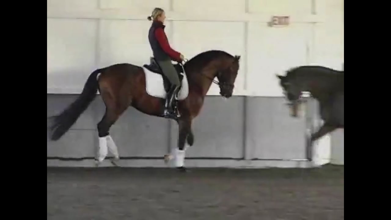 Improving the Piaffe and Passage In-Hand | Arthur Kottas-Heldenberg | PART 02