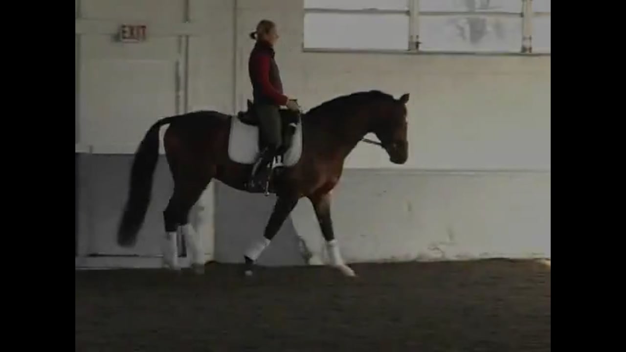 Improving the piaffe and passage through in hand work with Arthur Kottas-Heldenb