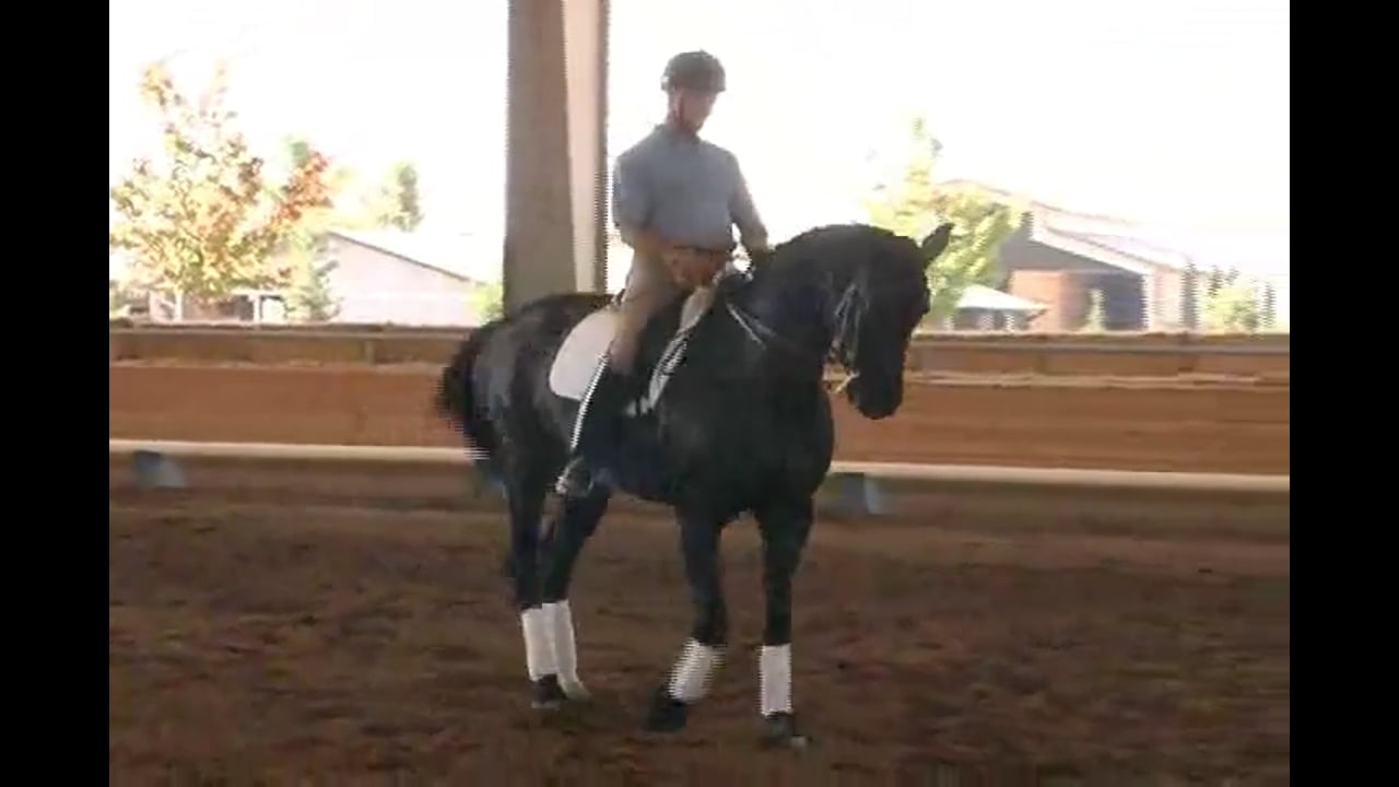 Quality of Gaits/Transitions for Piaffe & Passage | Courtney King-Dye | PART 01