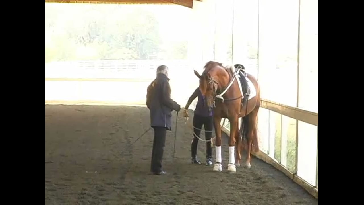Improving The Jumping Technique Of The Horse - Part 3