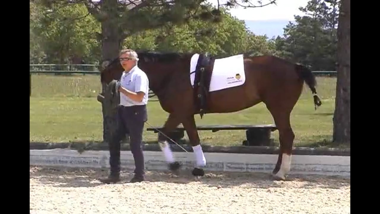 In Hand Work for Piaffe & Onboard Piaffe Work | Hilda Gurney | PART 01