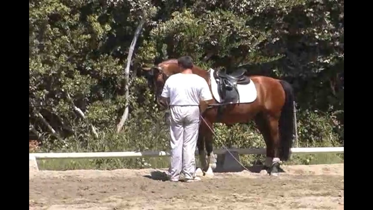 Improving Your Turns For Show Jumping - Trailer