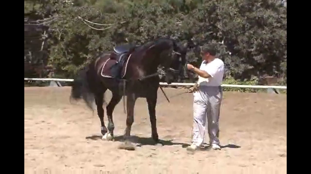 In Hand Work | Arthur Kottas-Heldenberg | PART 02