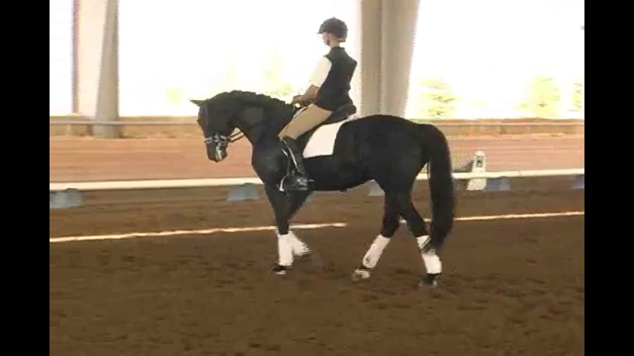 Jan BemelmansClearing up miscommunications. Dealing with canter as an evasion. -