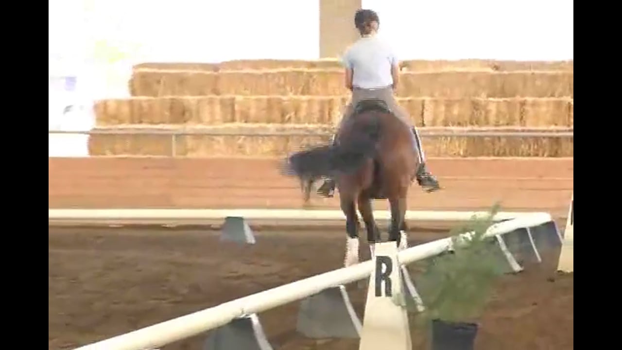 Using the leg to to improve contact in the hand | Jan Bemelmans | PART 01