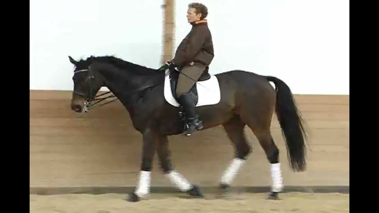 Schooling Transitions, Changes, Piaffe & Passage | Katrin Bettenworth | PART 03
