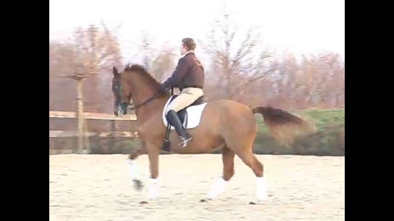 Strengthen the Hind Leg & Stop Lying on the Bit | Karin Bettenworth | PART 03
