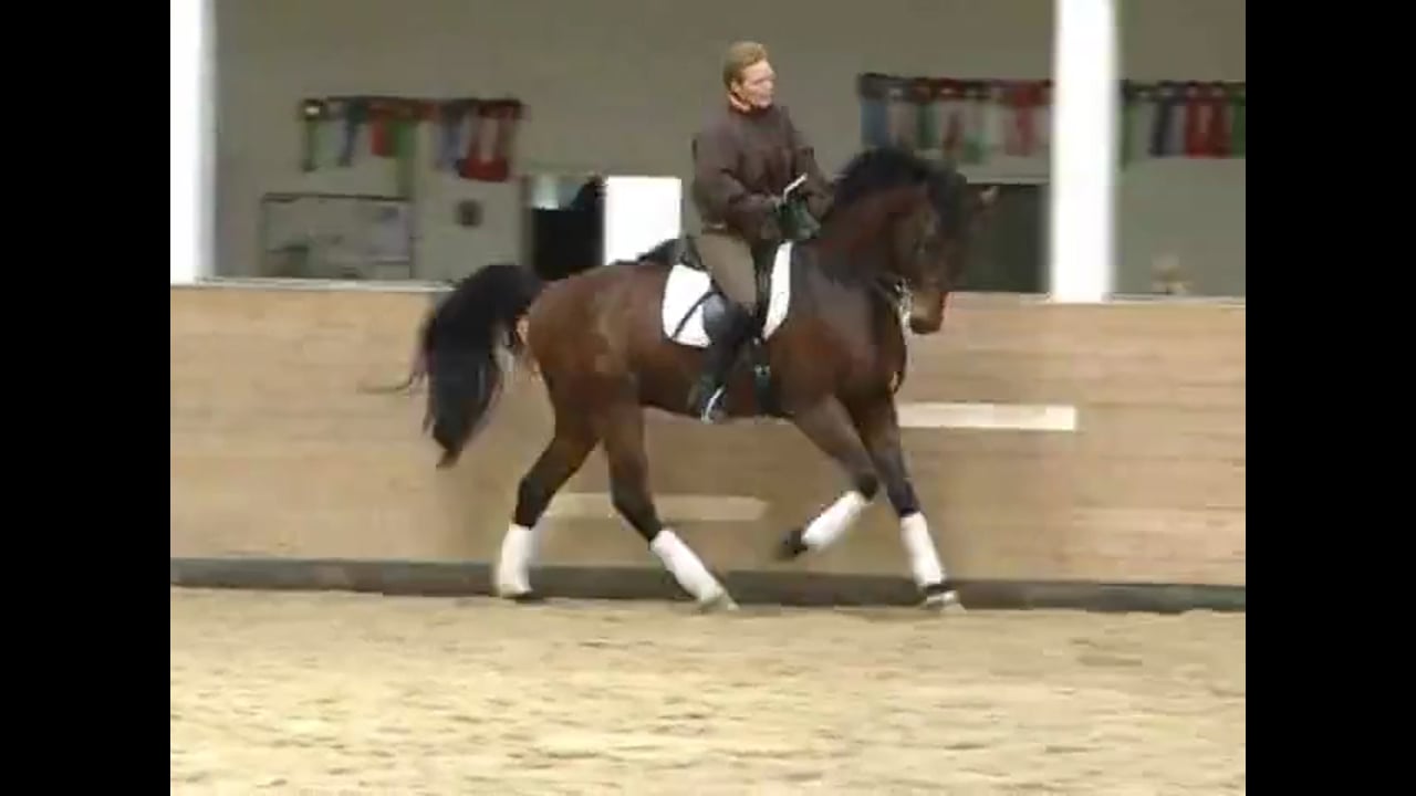 Rideability and Sensitivity to The Bit - Nose in The Air | Karin Bettenworth