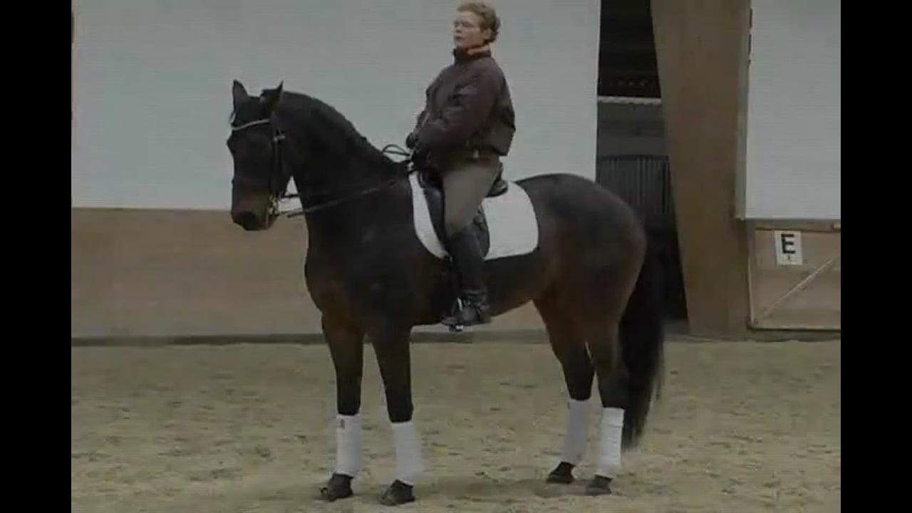 Schooling Transitions, Changes, Piaffe & Passage | Katrin Bettenworth | PART 01