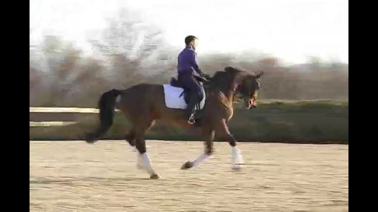 Strengthen the Hind Leg & Stop Lying on the Bit | Karin Bettenworth | PART 02