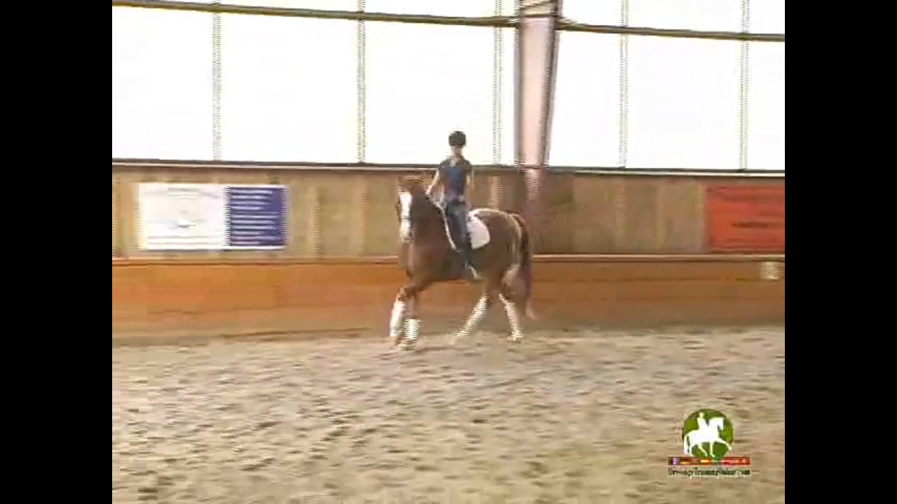New Horse - Sensitizing to your aids | Courtney King-Dye | PART 03