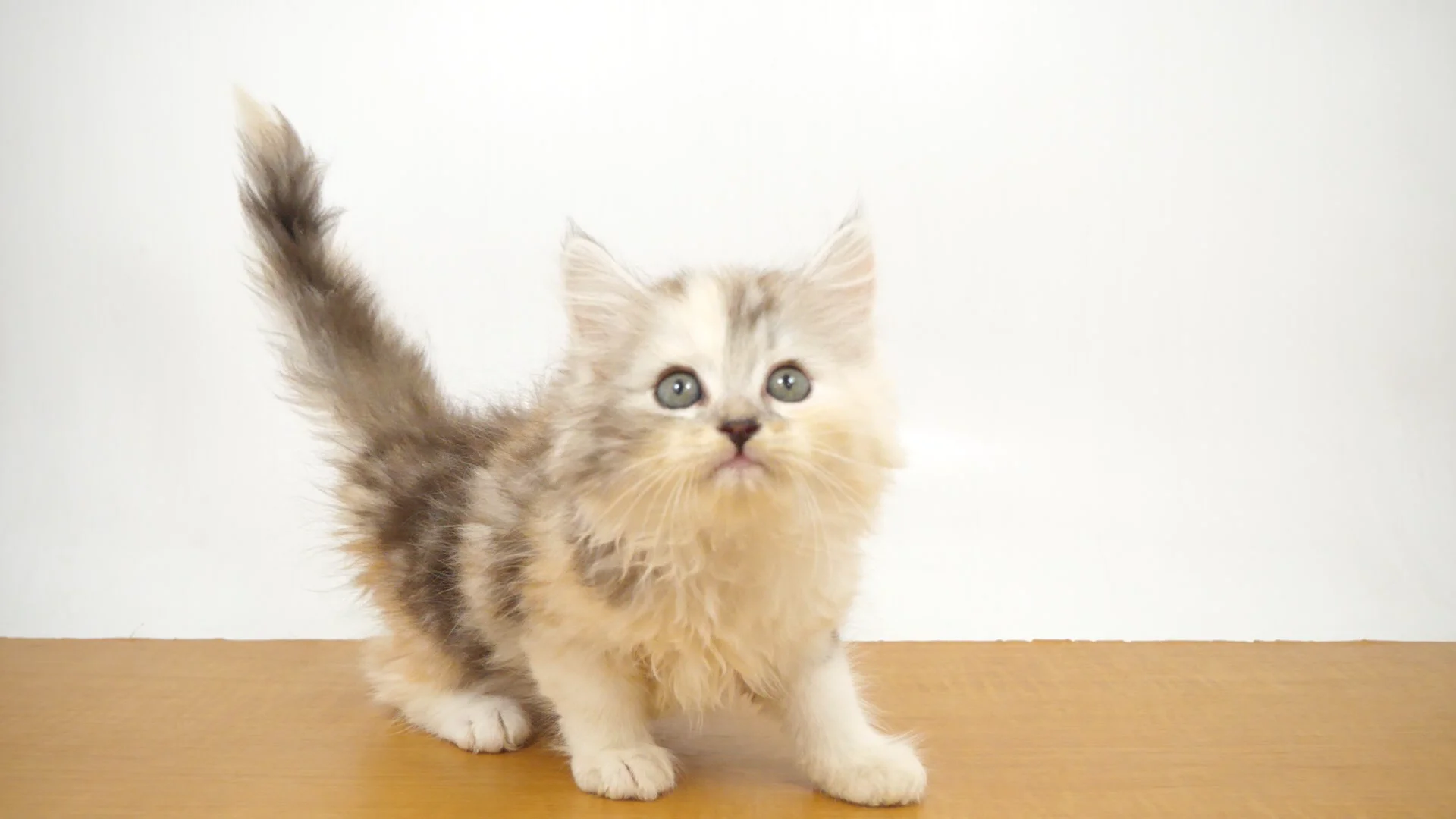 サイベリアン シルバーパッチドタビー＆ホワイト 女の子 ウエル