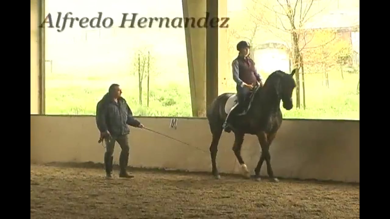 Piaffe and Spanish Walk Training | Alfredo Hernandez | PART 03