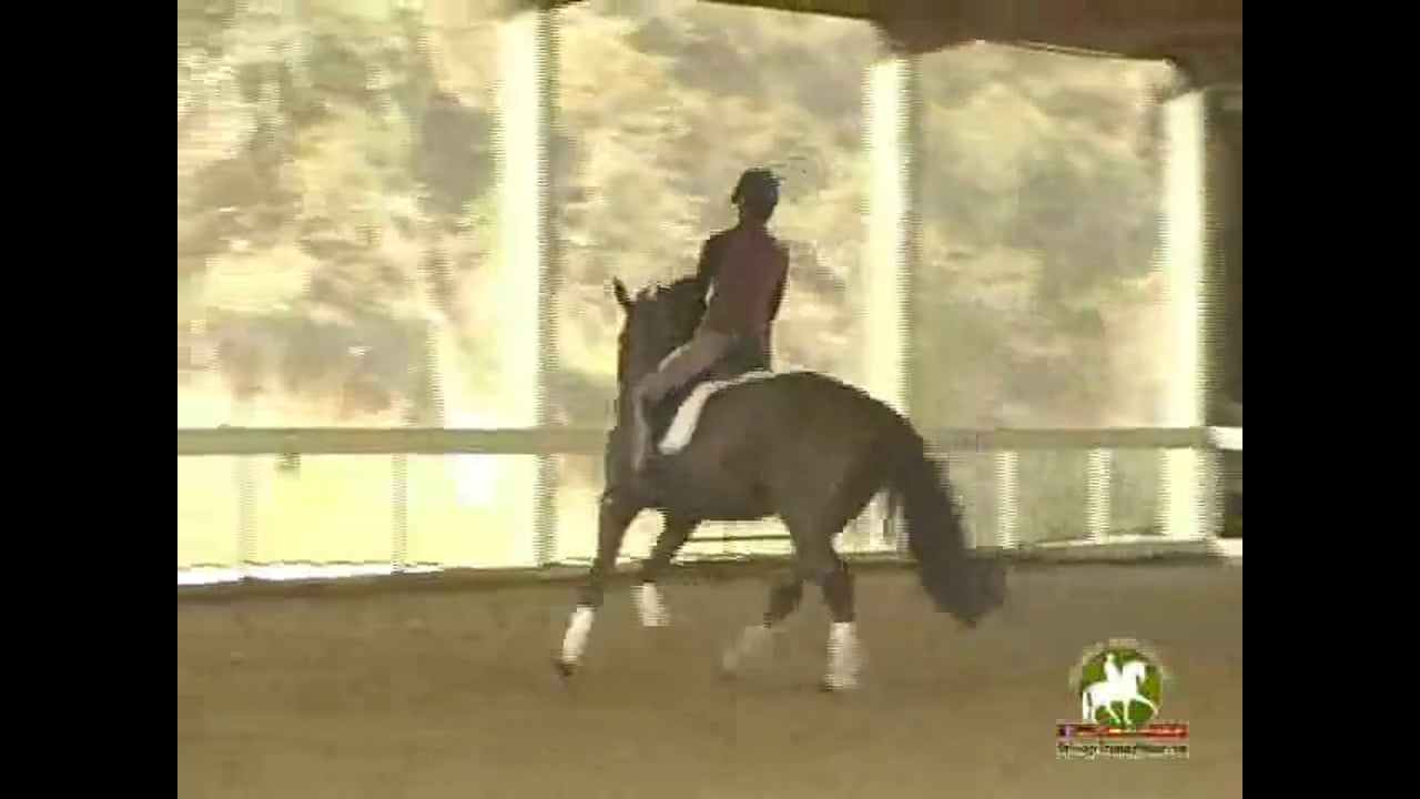Position Work, Counter Canter, Changes | Catherine Haddad | PART 03
