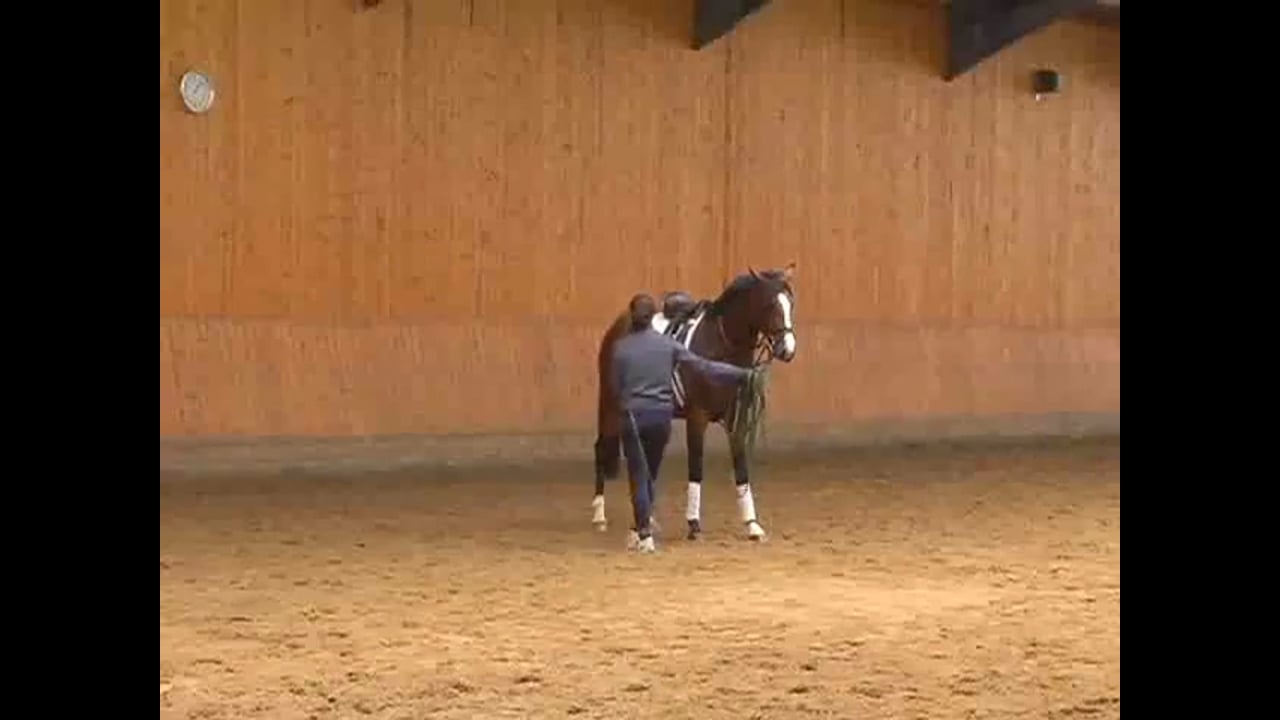 Proper Lunging of the Three Year Old | Catherine Haddad | PART 01