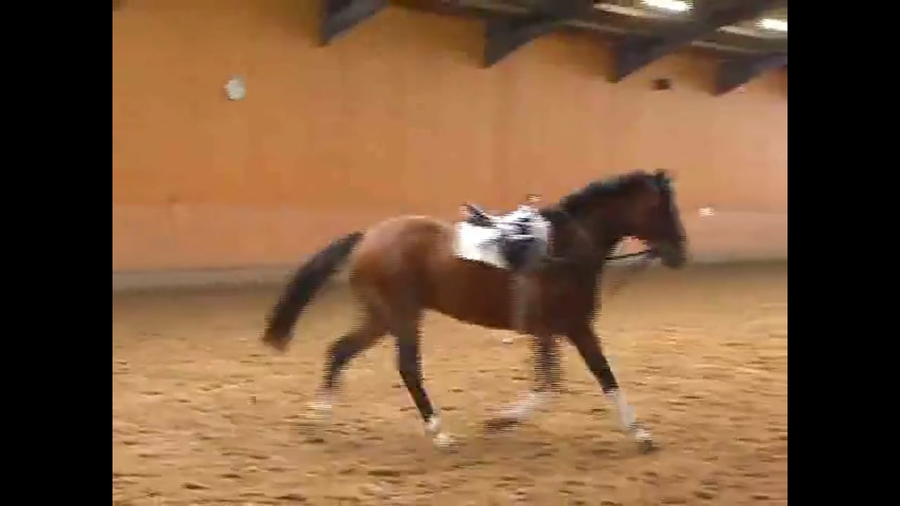 Proper Lunging of the Three Year Old | Catherine Haddad | PART 02